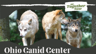 3 wolves in forest