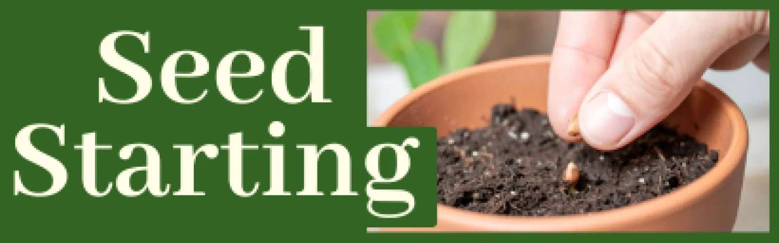 Planting a seed in a flower pot