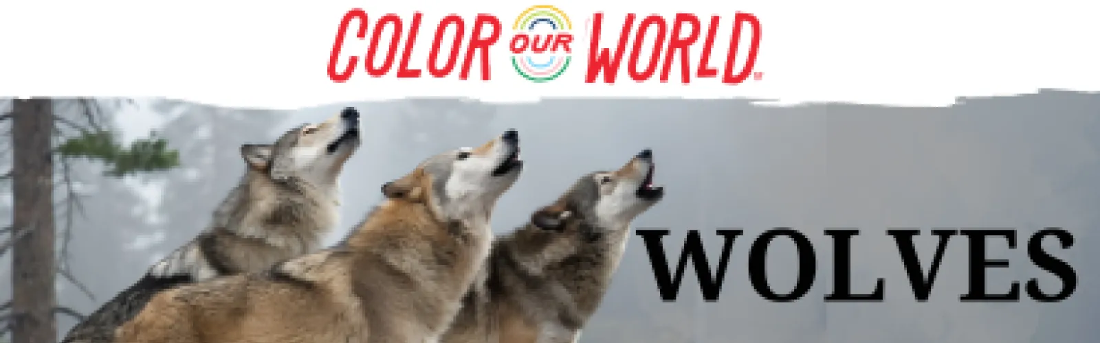 foggy grey sky with three grey and brown wolves howling